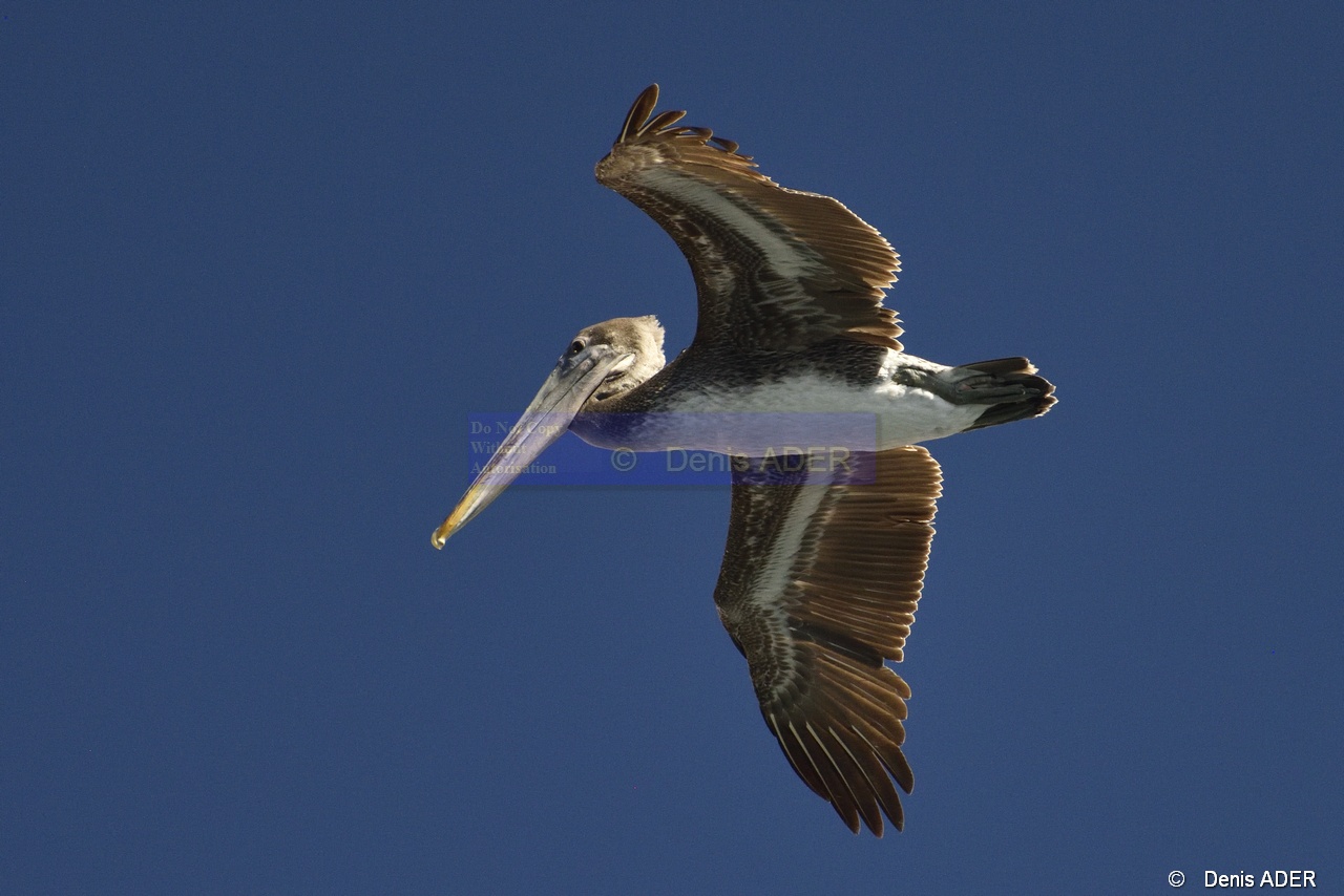 Pelecanus occidentalis Pelican brun_D8S5472_tn.jpg